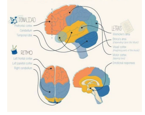 Efectes música al cervell